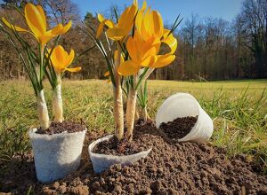 IKT: Biokunststoffe aus Mikroalgen