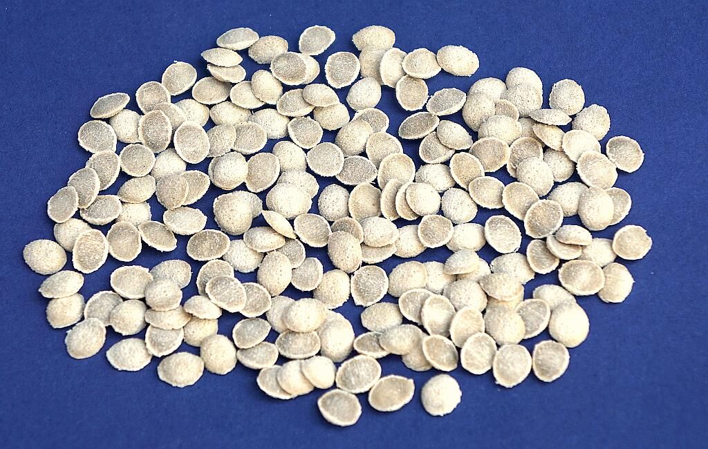 Das Bio-Granulat BPB Eco Spacer VP. (Foto: Reinhard Bauer)