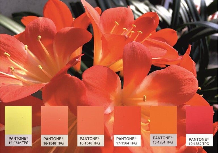 Die Blüte der Klivie vereint in sich einige der aktuellen Pantone-Trendfarben. (Foto: Deifel)