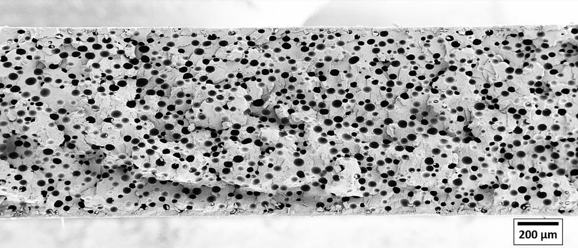 Promix Microcell Schaumstruktur mit Zellen < 50 µm am Beispiel einer PET Folie. (Foto: Promix Solutions)