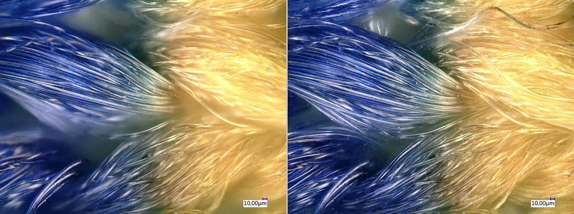 Aufnahmen von Fasern in 500-facher Vergrößerung: links eine normale Aufnahme, rechts ein tiefenscharfes Bild. (Foto: Rowa)