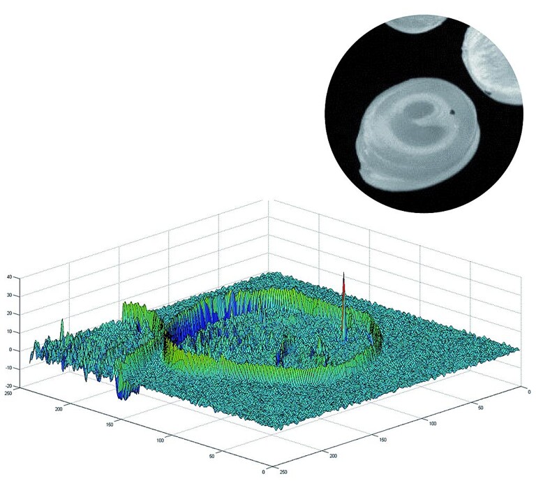 Die optische Analyse zeigt eine Kontamination auf der Oberfläche eines runden Pellets. (Abb.: Sikora)