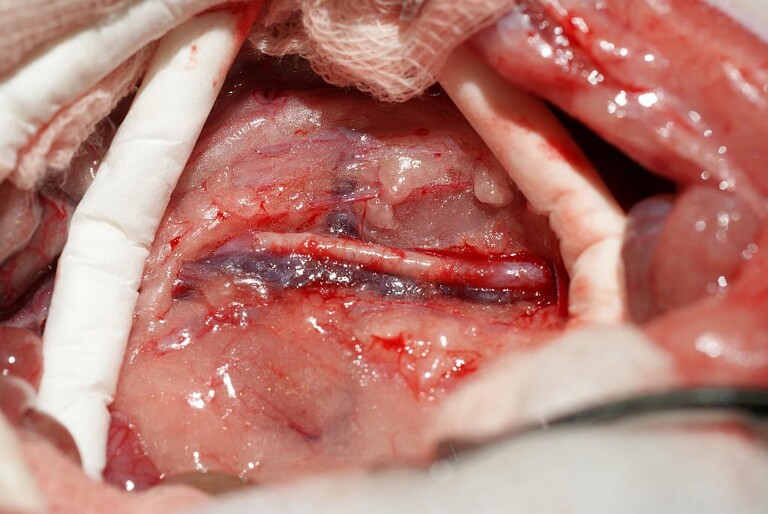 Langzeitversuche an der MedUni zeigen: Auch nach einem Jahr leistet das Blutgefäß noch gute Dienste. (Foto: MedUni Wien)