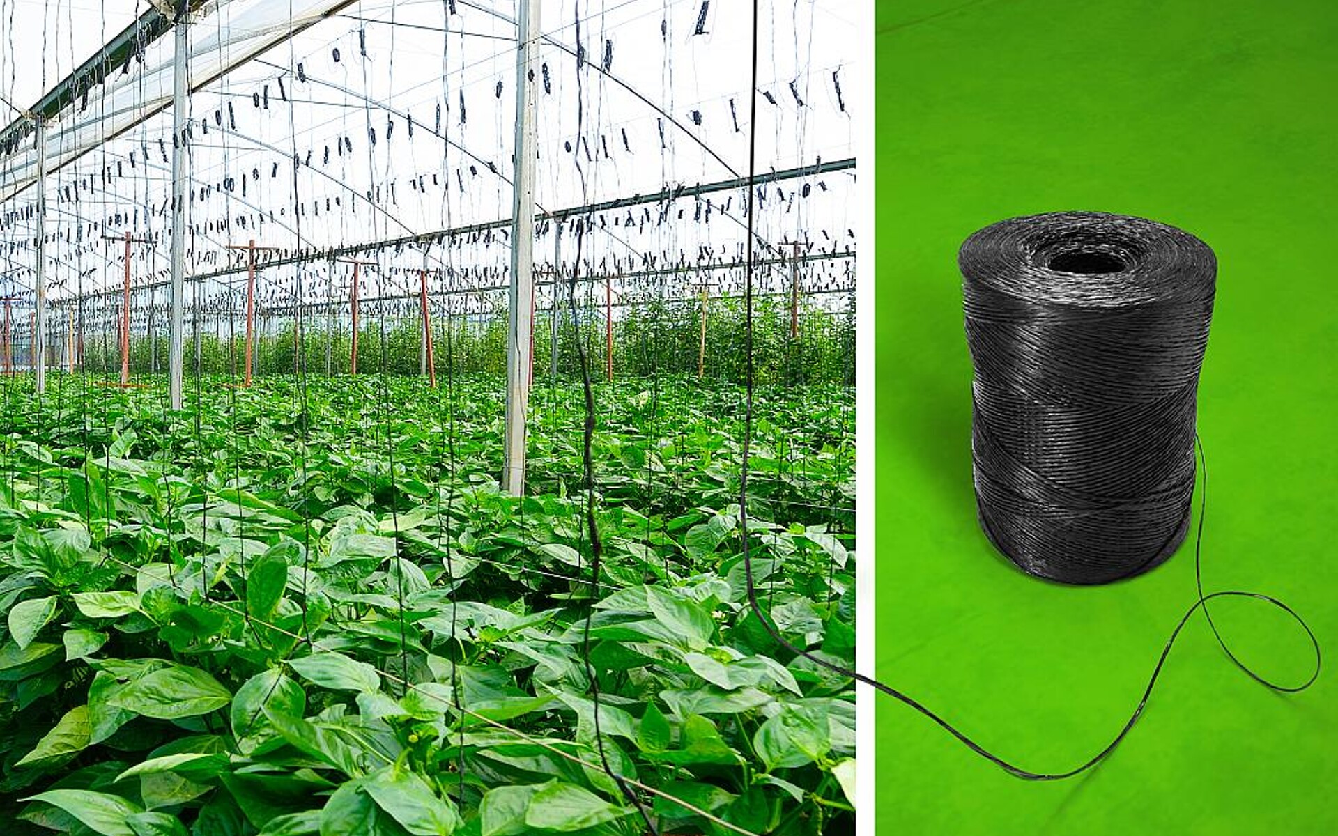 Als Rankhilfen für den Anbau von einjährigem Obst und Gemüse eingesetzte Pflanzschnüre können jetzt aus kompostierbarem Biokunststoff hergestellt werden. (Foto: BASF)