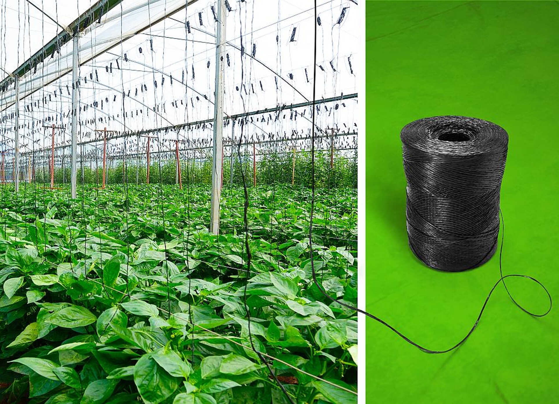 Als Rankhilfen für den Anbau von einjährigem Obst und Gemüse eingesetzte Pflanzschnüre können jetzt aus kompostierbarem Biokunststoff hergestellt werden. (Foto: BASF)