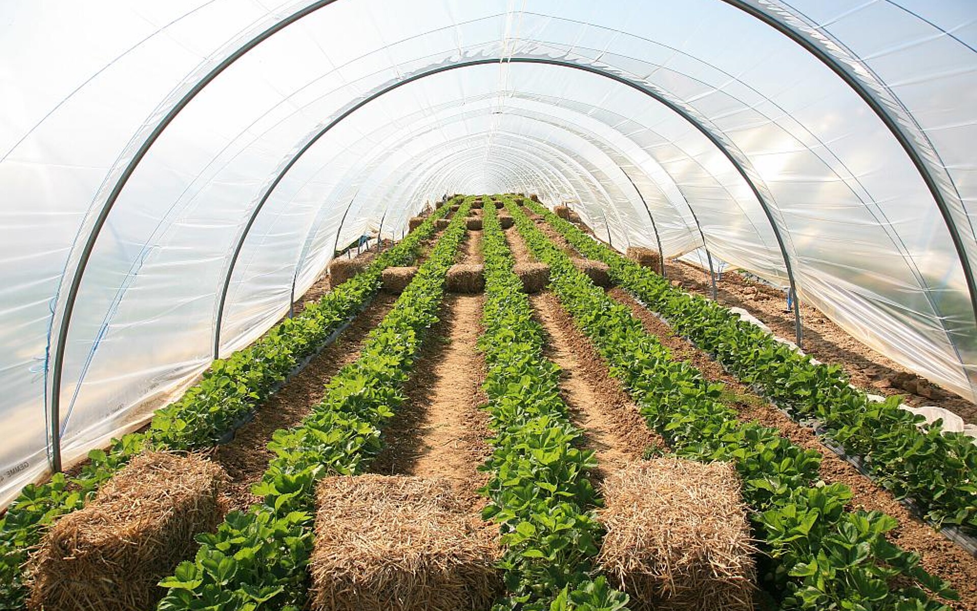 Spezielle Füllstoffe aus Neuburger Kieselerde eignen sich u. a. als IR-Absorber in Gewächshausfolien. (Foto: Hoffmann Mineral)