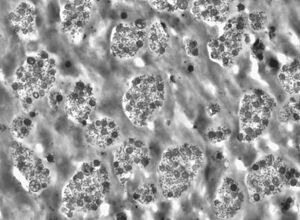 Radici: PA-Blends mit vielen Anwendungsmöglichkeiten