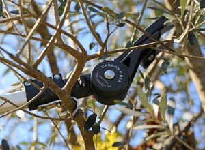 Domo: CF-verstärktes PA für elektrische Baumschere